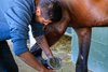 cleaning hooves before a show
Scenes from the Keeneland September sale near Lexington, Ky., on Sept. 18, 2024. 