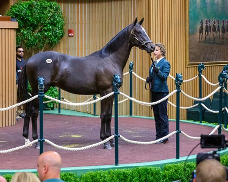 The Not This Time colt consigned as Hip 286 in the sales ring at the Keeneland September Yearling Sale