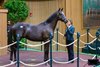 Hip 286 colt by Not This Time out of Vivo Per Lei at Glennwood Farm
Scenes from the Keeneland September sale near Lexington, Ky., on Sept. 10, 2024. 