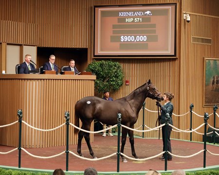 The Yaupon colt consigned as Hip 571 in the ring at the Keeneland September Yearling Sale 
