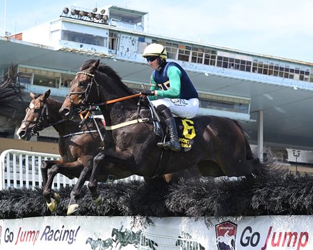 Steeplechase runners compete in the 2024 Lonesome Glory Handicap at Aqueduct Racetrack