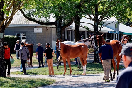 Yearlings are inspected ahead of the 2024 Keeneland September Yearling Sale.