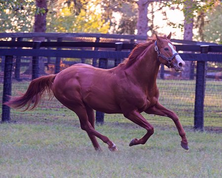 Justify at Ashford Stud