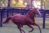 Justify at Ashford Stud near Versailles, Ky., on  Sept. 20, 2024. 