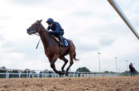 City of Troy prepares for his Breeders' Cup Classic start in a Sept. 20 work over synthetic at Southwell Racecourse