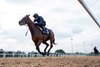 City of Troy (Ryan Moore) wins his 1m gallop against 4 stable companions by 10 lengths
Southwell 20.9.24 Pic: Edward Whitaker