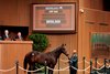 Hip 644, 2024 Keeneland September Sale