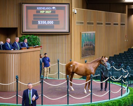 The Not This Time colt consigned as hip 3027 in the ring at the Keeneland September Yearling Sale