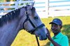 Steve Mitchell with hip 3107 colt by Tacitus out of True to You at Machmer Hall Sales
Scenes from the Keeneland September sale near Lexington, Ky., on Sept. 18, 2024. 