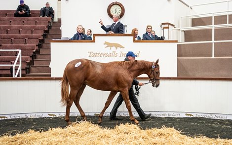 Royal Ascot Success Propelling Tatts September Sale