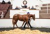 2024 Tattersalls Ireland September Yearling Sale Part II, Lot 812