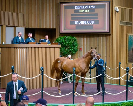 The Curlin colt consigned as Hip 284 in the ring at the Keeneland September Yearling Sale