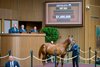 Hip 284 colt by Curlin out of Virginia Key at Lane’s End, agent for Blue Heaven
Scenes from the Keeneland September sale near Lexington, Ky., on Sept. 10, 2024. 