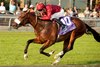 Toronto ON.September 14, 2024.Woodbine Racetrack.Jockey Oisin Murphy guides New Century (GB) to victory in the $500,000 dollar bet365 Summer Stakes (Grade I) Breeders&#39;s Cup Challenge Series &quot;Win and You&#39;re IN&quot; Juvenile Turf.New Century is owned by Qatar Racing LLC and trained by Andrew Balding.Woodbine/ Michael Burns Photo