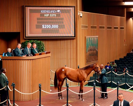 The Beau Liam filly consigned as Hip 3375 in the sales ring at the Keeneland September Yearling Sale