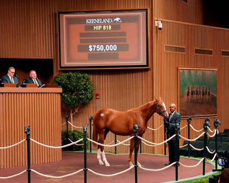 Hip 818, a Gun Runner colt out of stakes winner Giant Mover, one of five to sell for $750,000 during Day 4 of the Keeneland September Yearling Sale