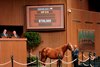 Hip 818,  2024 Keeneland September Sale