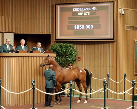 The Curlin colt consigned as Hip 875 in the ring at the Keeneland September Yearling Sale