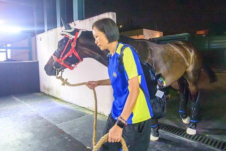 Hong Kong representative Victor the Winner leaves for Japan to compete in the Sprinters Stakes at Nakayama Racecourse