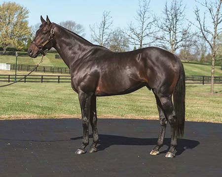 Laoban at WinStar Farm