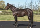 Laoban at WinStar Farm