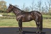 Laoban at WinStar Farm