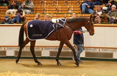 Delius in the ring at the Tattersalls' Autumn Horses in Training Sale