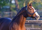 Into Mischief in his paddock at Spendthrift Farm in Lexington, Ky., on Oct. 17, 2024. 