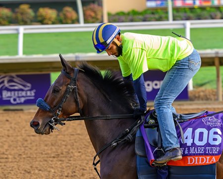 Didia trains ahead of the 2024 Breeders' Cup at Del Mar