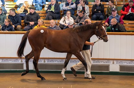 The sale-topping Frankel filly in the ring at the Tattersalls October Yearling Sale