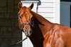 Vekoma
Stallions at Spendthrift Farm near Lexington, Ky., on Oct. 22, 2024. 