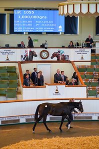 The Kameko colt consigned as Lot 1055 at the Tattersalls October Yearling Sale