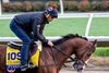 Breeders’ Cup contender Pyrenees gallops this morning during the exercise period at the Delmar Race Track Tuesday Oct. 29, 2024 in San Diego, CA.    Photo by Skip Dickstein 