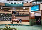Goffs Orby Book 1 2024, Lot 10
Frankel x Tisa River 