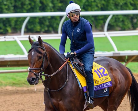 Sierra Leone trains ahead of his Breeders' Cup Classic victory at Del Mar