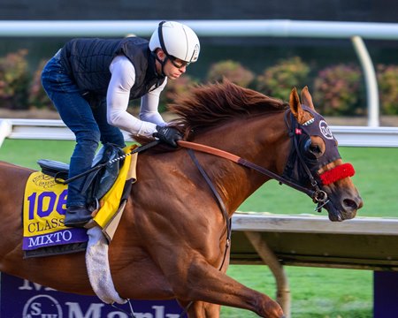 Mixto trains ahead of the Breeders' Cup at Del Mar