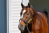 Into Mischief
Stallions at Spendthrift Farm near Lexington, Ky., on Oct. 22, 2024. 