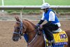 Breeders’ Cup contender Rattle N Roll gallops this morning during the exercise period at the Delmar Race Track Tuesday Oct. 29, 2024 in San Diego, CA.    Photo by Skip Dickstein 