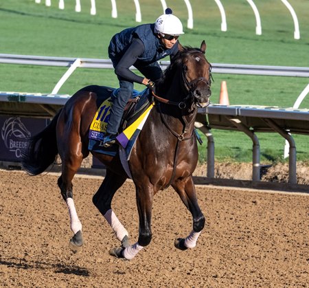 Sierra Leone trains for the Breeders' Cup Classic at Del Mar