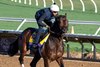 Breeders’ Cup contender Sierra Leone gallops this morning during the exercise period at the Delmar Race Track Wednesday Oct. 30, 2024 in San Diego, CA.    Photo by Skip Dickstein 