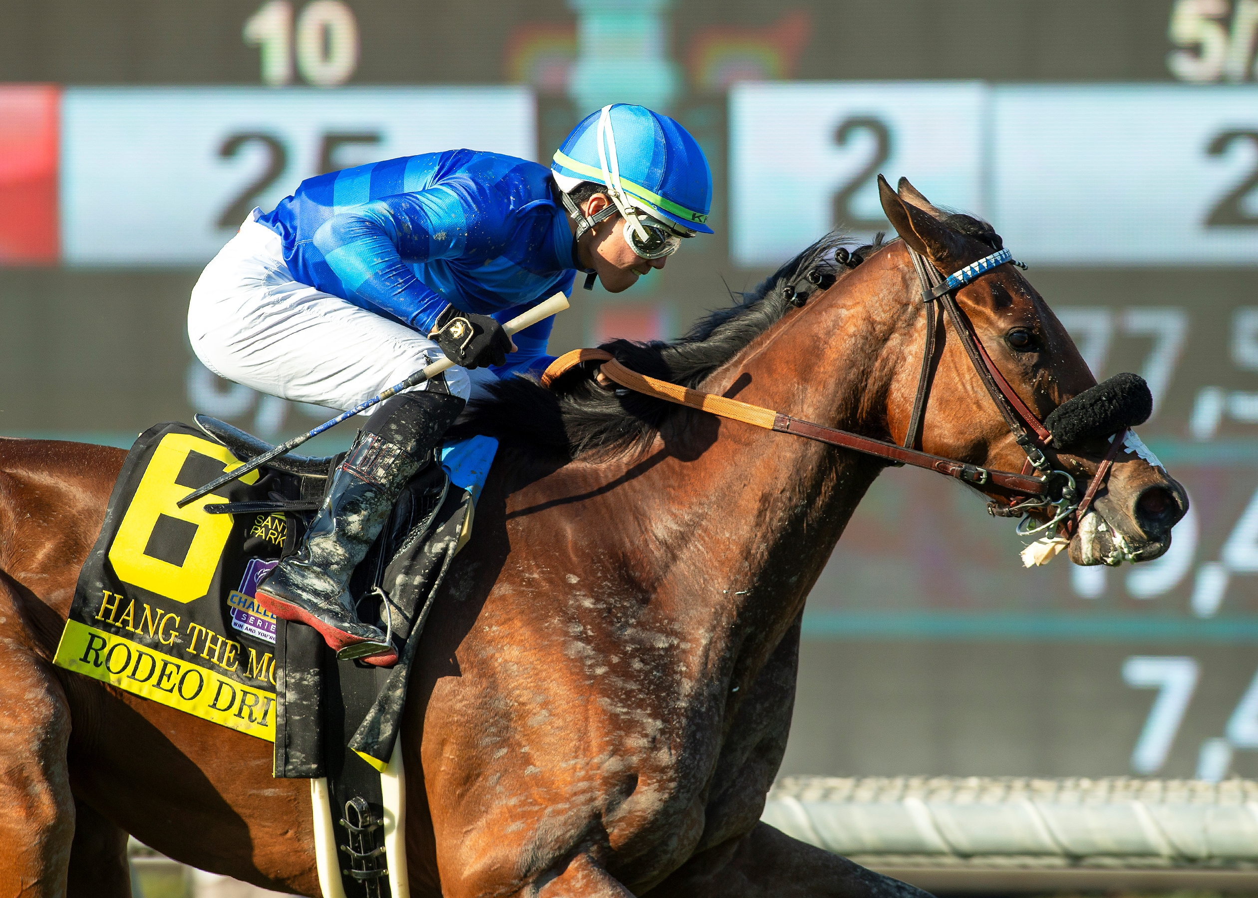 Hang the Moon - Horse Profile - BloodHorse