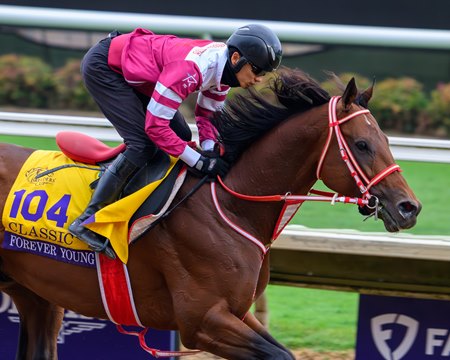 Forever Young trains at Del Mar for the 2024 Breeders' Cup Classic