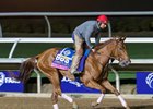 Supa Speed, who failed to draw into the main field of the Breeders' Cup Juvenile Fillies Turf, trains at Del Mar