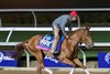 Breeders’ Cup contender Supa Speed gallops this morning during the exercise period at the Delmar Race Track Tuesday Oct. 29, 2024 in San Diego, CA.    Photo by Skip Dickstein 