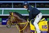 Ushba Tesoro going fine before odd occurrence on track 
Breeders’ Cup contenders training at Del Mar in Del Mar, California, on Oct. 28, 2024. 