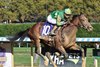 Chancer McPatrick wins the 2024 Champagne Stakes at Aqueduct Racetrack