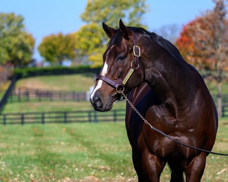 Constitution Leads WinStar's Star-Studded 2026 Stallion Lineup in California