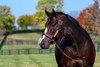 Constitution at WinStar Farm near Lexington, Ky., on Oct. 23, 2024. 