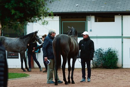 Arqana October Yearling Sale