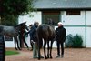 2024 Arqana October Yearling Sale
Arqana Deauville, 22/10/2024, photo: Zuzanna Lupa